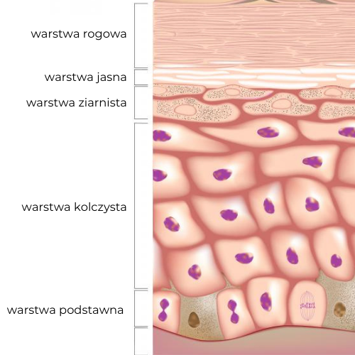 Warstwy naskórka